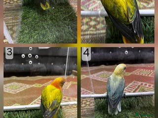 Lovebirds birds Beautiful Mutation fisher Lovebirds in Birmingham - Advert 6