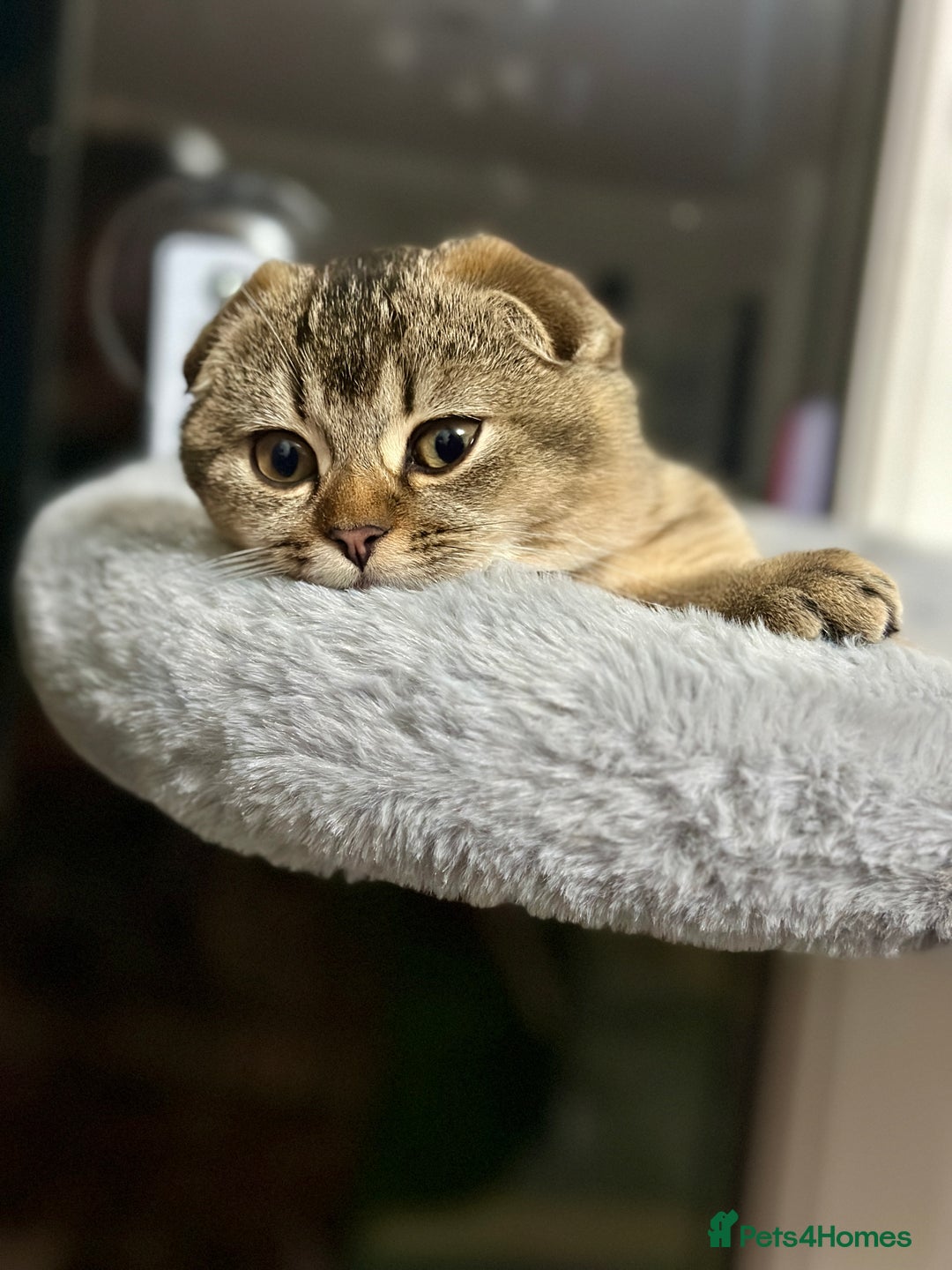 Scottish Fold cats for sale: Scottish fold girl - Advert 6