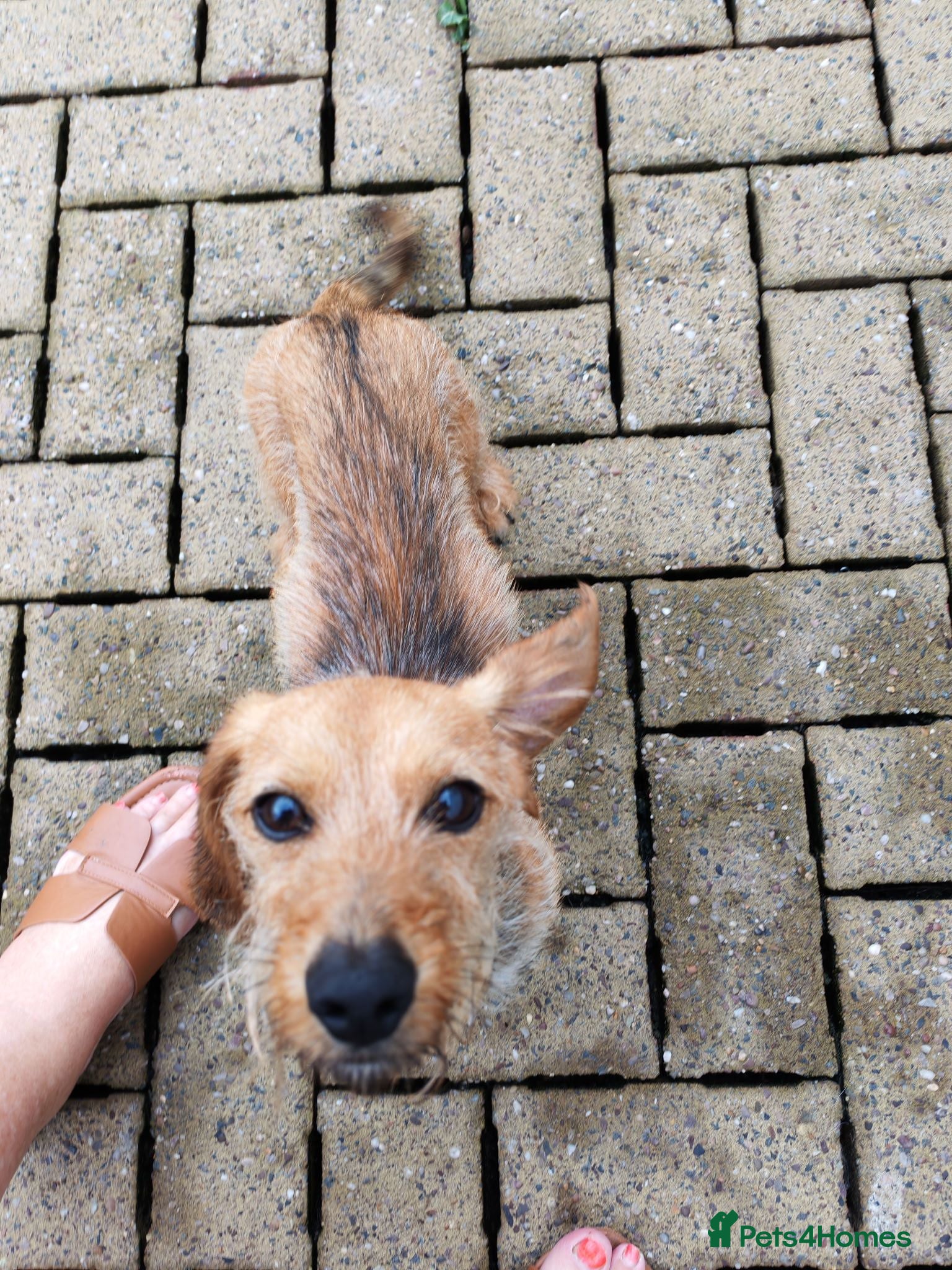 Dachshund dogs WIRE HAIRED DASHUND BOY  - Advert 2