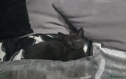 Mixed Breed cats for sale: Mixed breed kittens ready now.  - Image 27