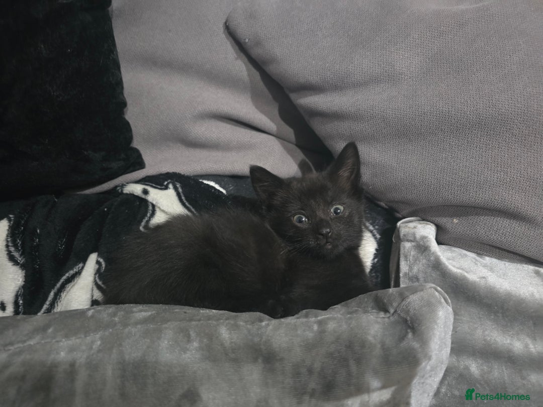 Mixed Breed cats for sale: Mixed breed kittens ready now.  - Image 27