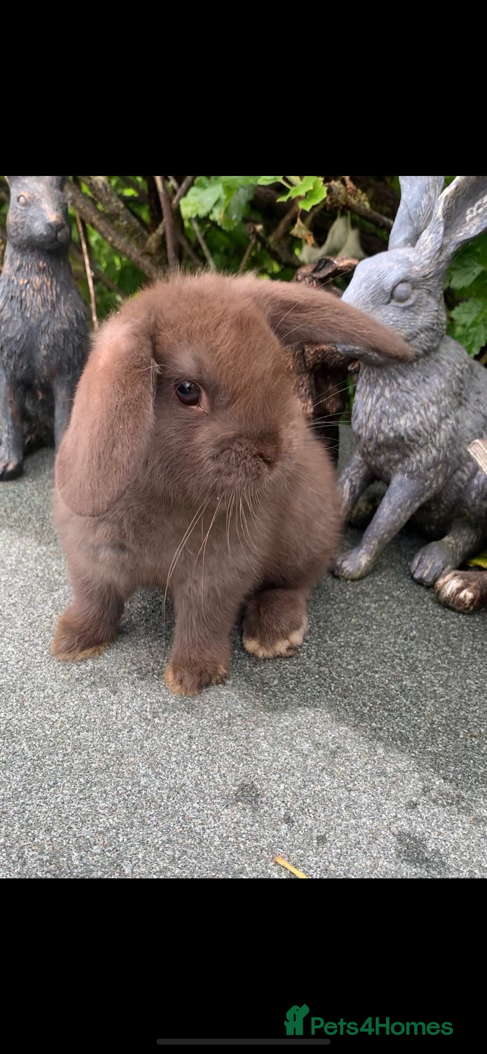 Mini Lop rabbits Baby Mini Lop Eared Rabbit-Girl-£80 Each R/T/L Now - Advert 12
