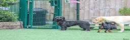 Mixed Breed dogs for adoption: Heavenly Heidi - Advert 15