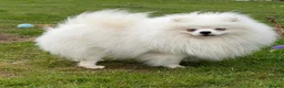 Pomeranian dogs for sale: I am selling my Pomeranian fully KC registered  - Advert 2
