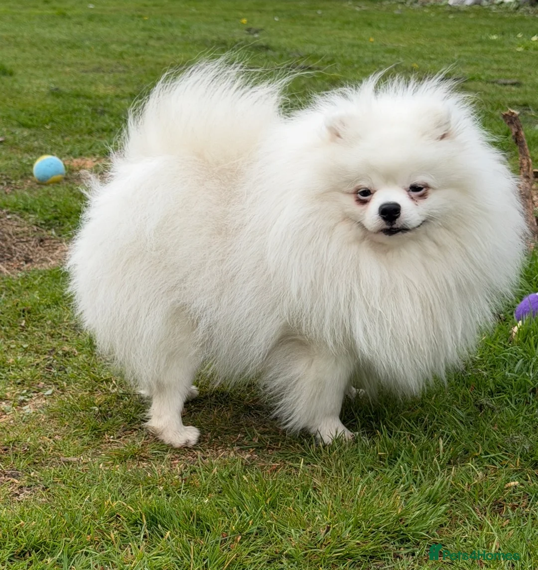 Pomeranian dogs for sale: I am selling my Pomeranian fully KC registered  - Advert 2