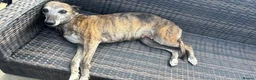 Mixed Breed dogs for sale: Italian greyhound x whippet - Advert 2