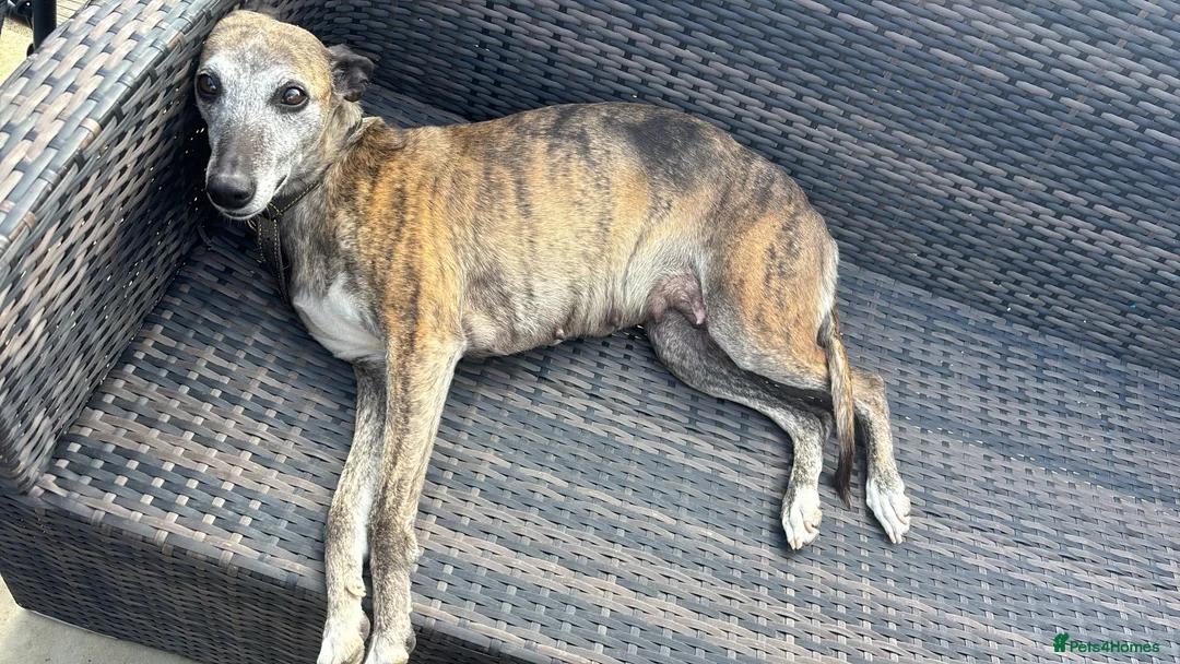 Mixed Breed dogs for sale: Italian greyhound x whippet - Advert 2