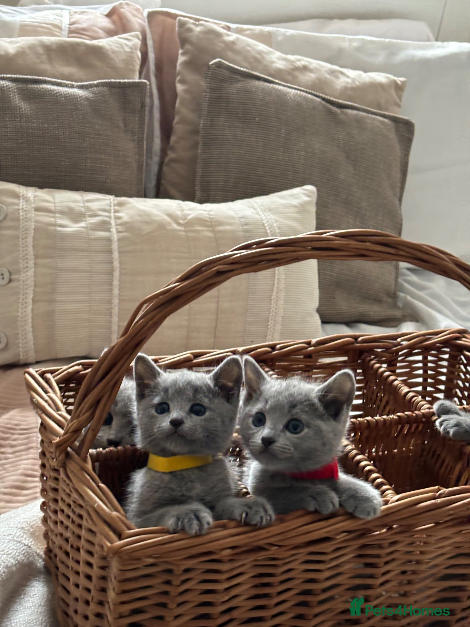 Russian Blue cats TICA PURE PEDIGREE RUSSIAN BLUE KITTENS  - Advert 1