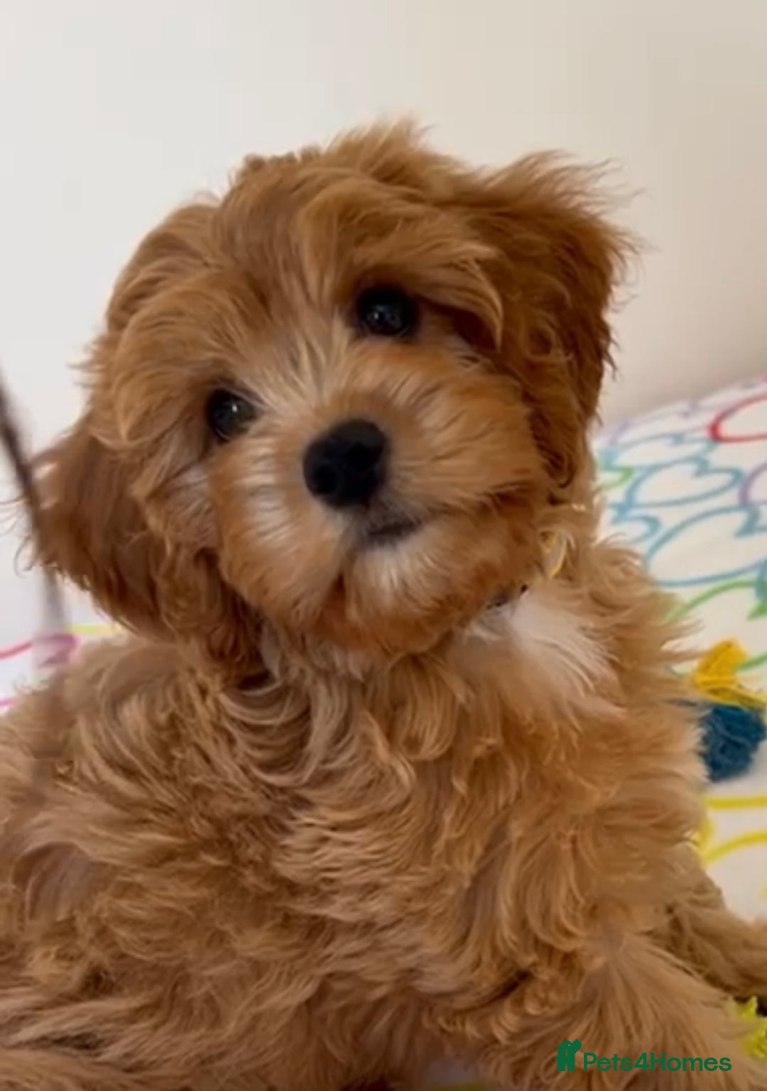 Cavapoo dogs for sale: 🩵 F1 Cavapoo puppies  in Darlington - Image 3