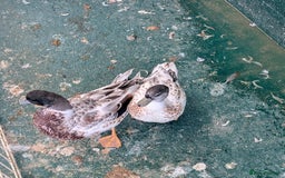 Ducks poultry for sale: Call duck drakes  - Image 3