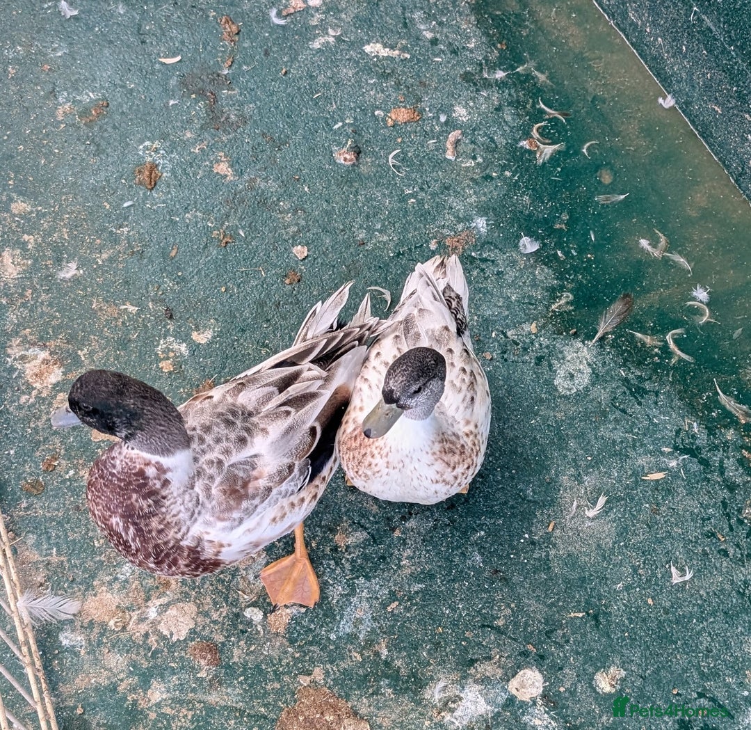 Ducks poultry for sale: Call duck drakes  - Image 3