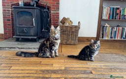 Mixed Breed cats for sale: Tabby kitten and mother available  - Image 2