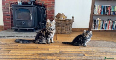 Mixed Breed cats - Advert 3