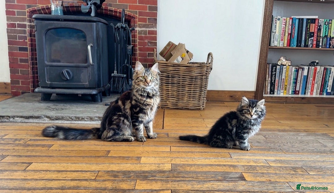 Mixed Breed cats for sale: Tabby kitten and mother available  - Image 2