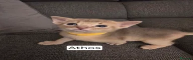 ATHOS 