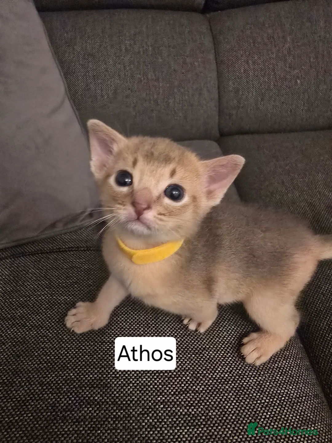 Abyssinian cats for sale: Champions 🏆  line Abyssinian Kitten!😸 - Advert 11