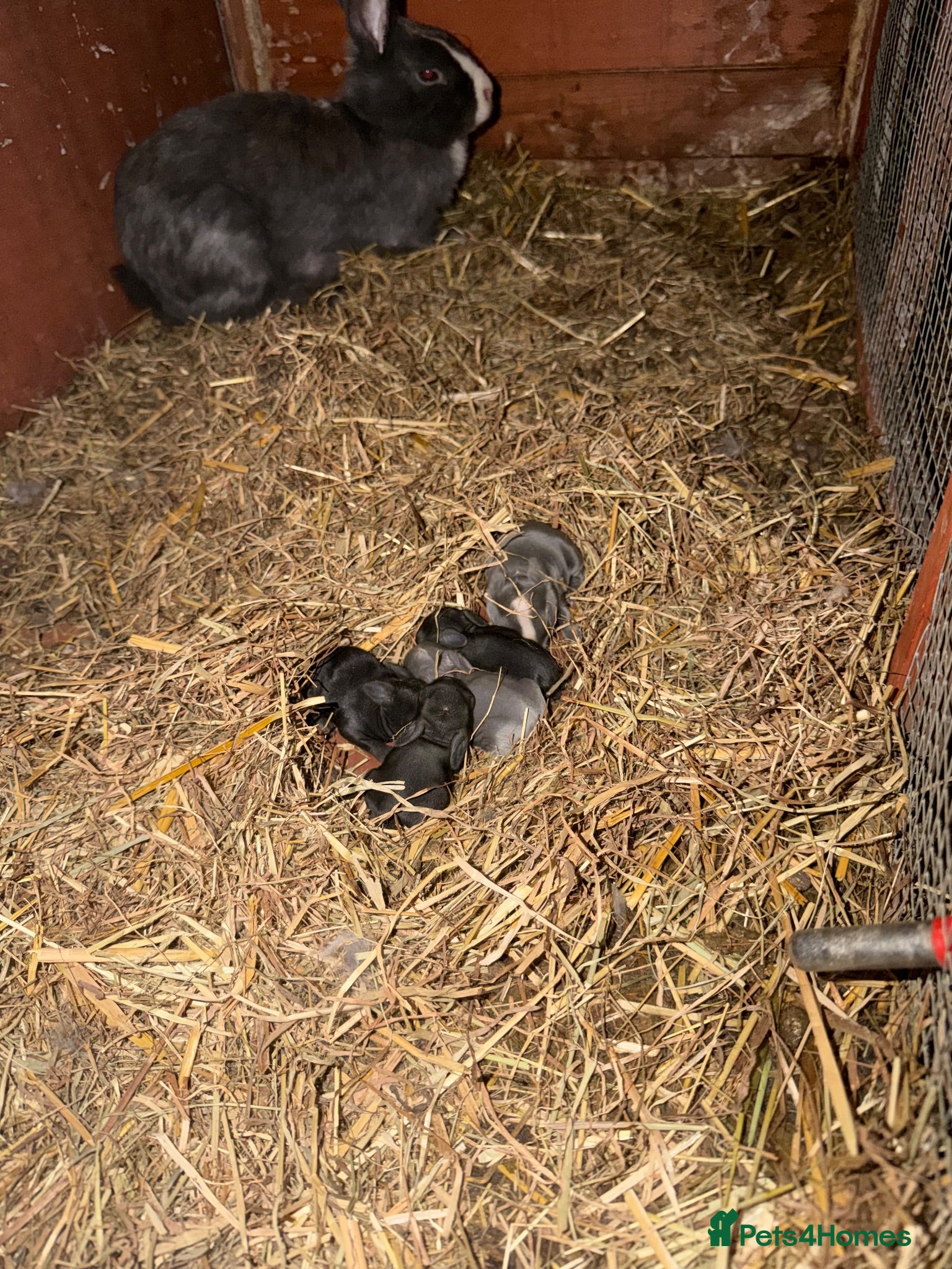 Netherland Dwarf rabbits 5 baby bunnies 4 boys and 1 girl - Advert 6
