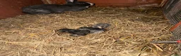 Netherland Dwarf rabbits for sale: 5 baby bunnies 4 boys and 1 girl - Advert 1