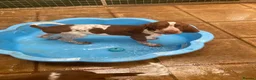 Bracco Italiano dogs for sale: Wonderful litter  - Advert 6