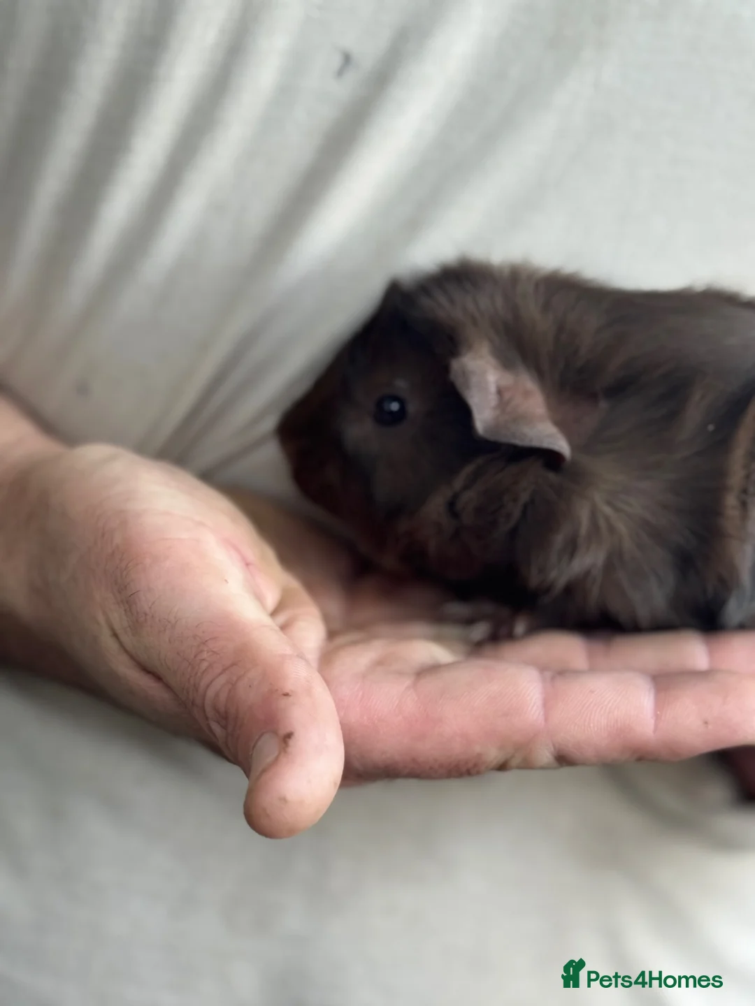 Guinea Pig rodents for sale: Baby Female Abyssinian Guineapig  - Advert 3