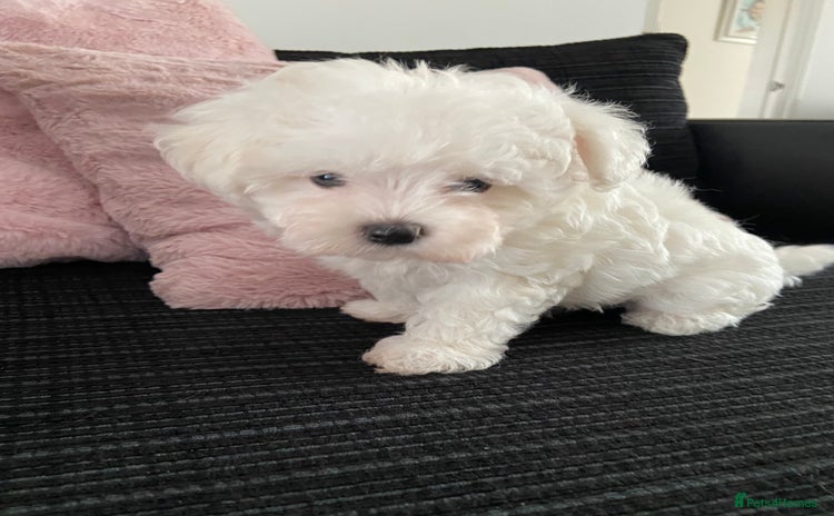 Maltipoo dogs - Advert 16
