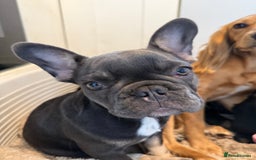 French Bulldog dogs for sale: KC REG FRENCH BULLDOG PUPPY - Image 2