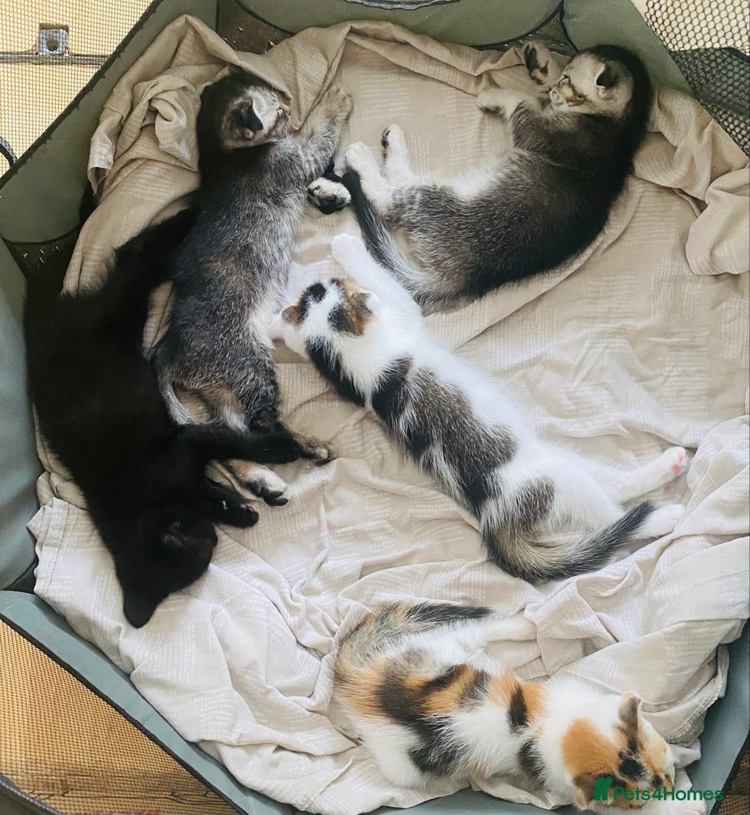 Scottish Fold cats for sale: Adorable 8 weeks old Scottish fold kittens! - Image 14
