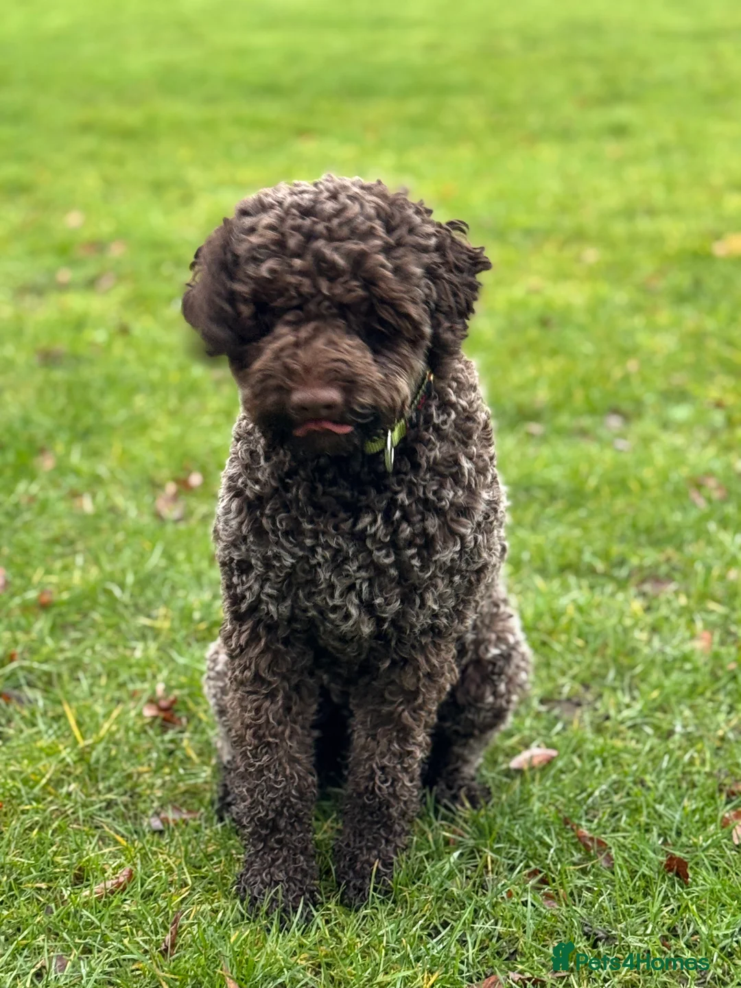 Lagotto Romagnolo dogs for stud: Max - KC registered lagotto in Pudsey - Advert 5