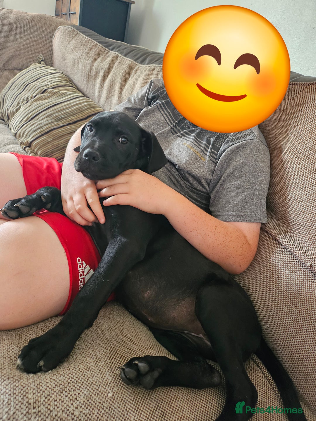 Cane Corso dogs for sale:  Cane corso puppies in Sheffield - Image 2
