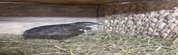 Quail poultry for sale: MALE QUAIL FOR SALE in Newtownards - Advert 11