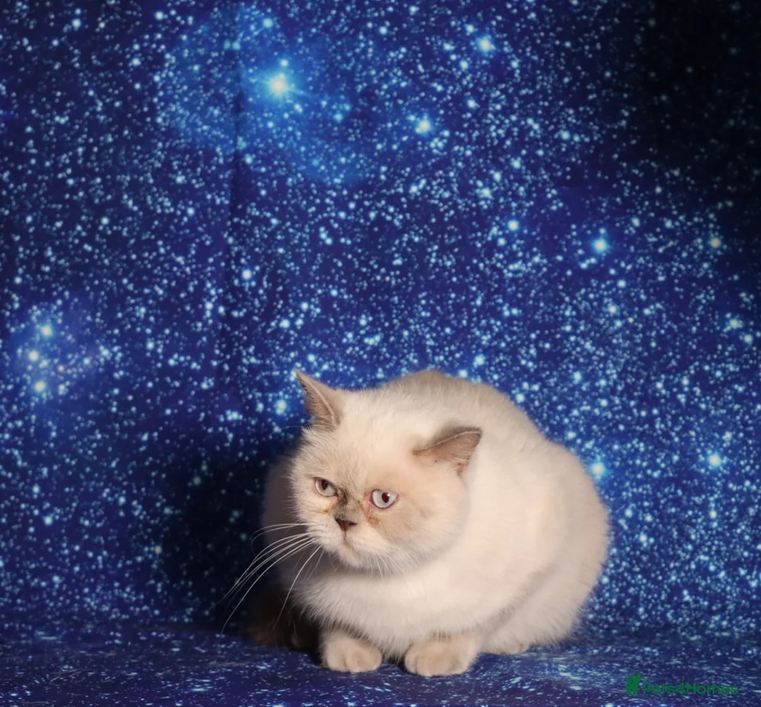 British Shorthair cats for sale: Chocolate colour point retired British Shorthair  - Advert 2