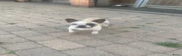 French Bulldog dogs for sale: Female 3 years old French bulldog  - Advert 4