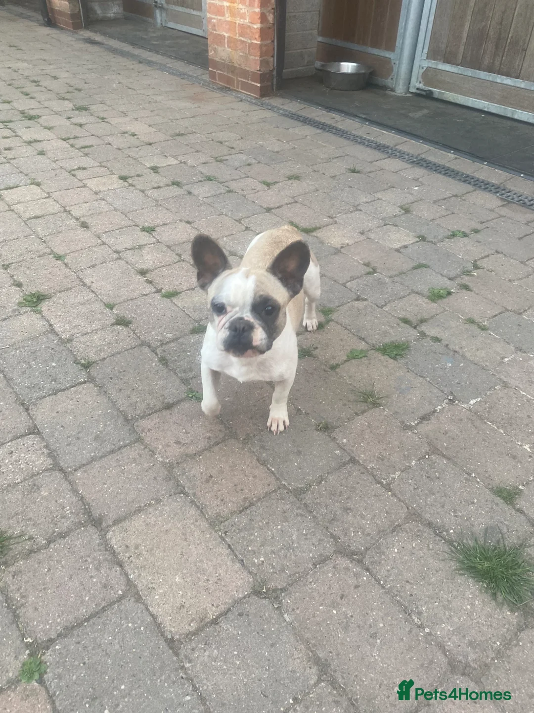 French Bulldog dogs for sale: Female 3 years old French bulldog  - Advert 4