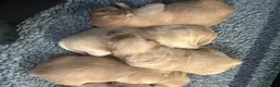 Golden Retriever dogs for sale: Stunning KC reg Golden Retriever babies - Advert 6