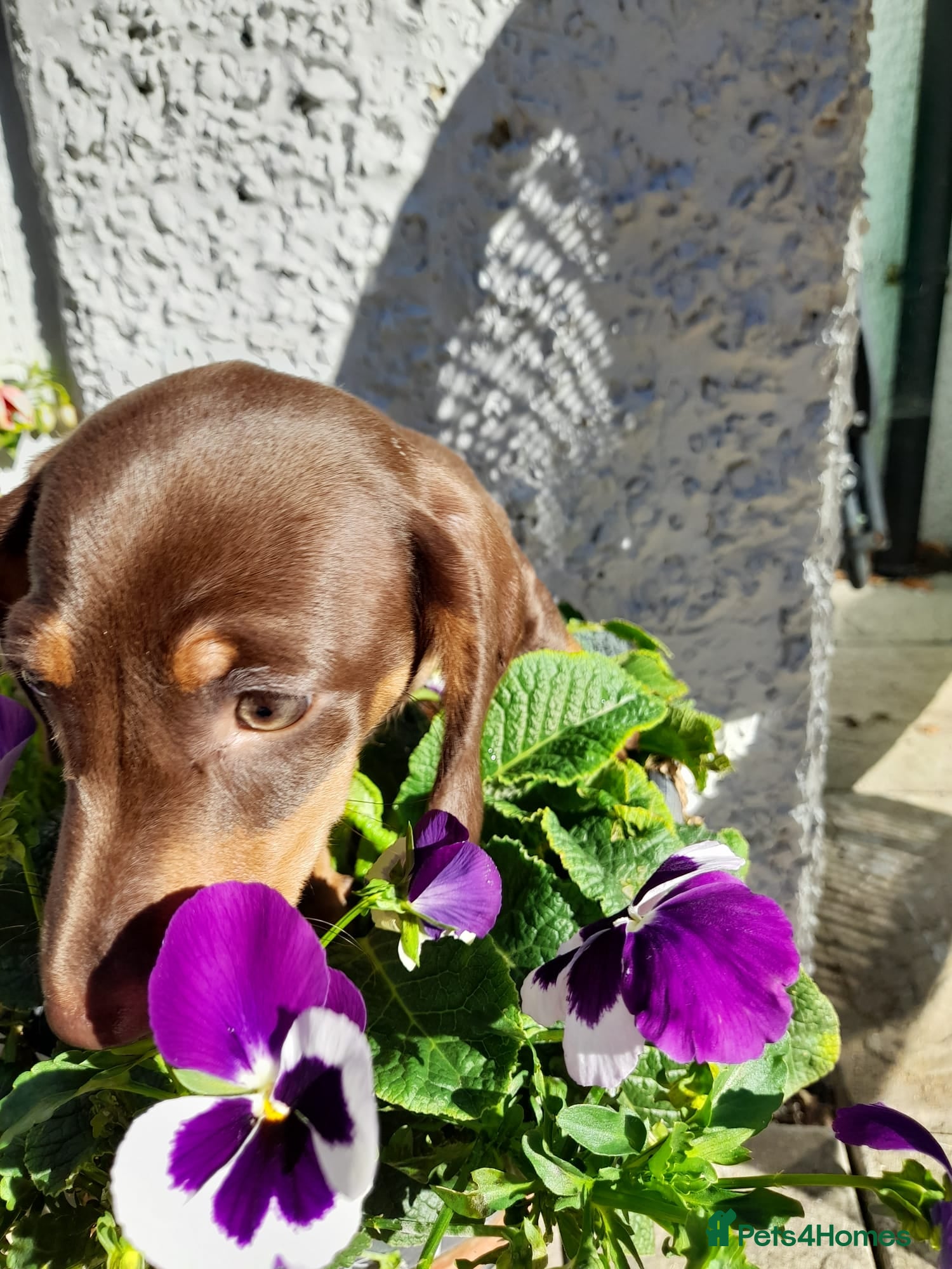 Dachshund dogs Beautiful short hair dachshund puppies - Advert 2