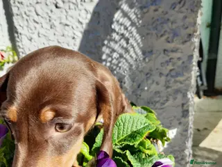 Dachshund dogs Beautiful short hair dachshund puppies - Advert 2