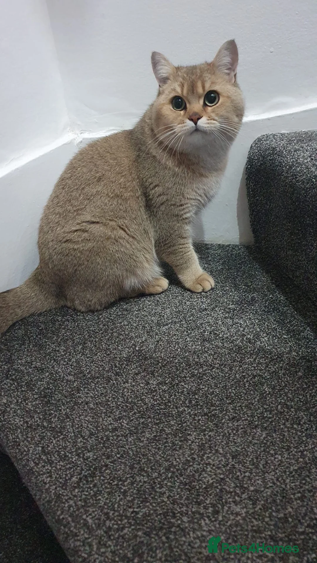 British Shorthair cats for sale: Golden British shorthair  - Advert 4