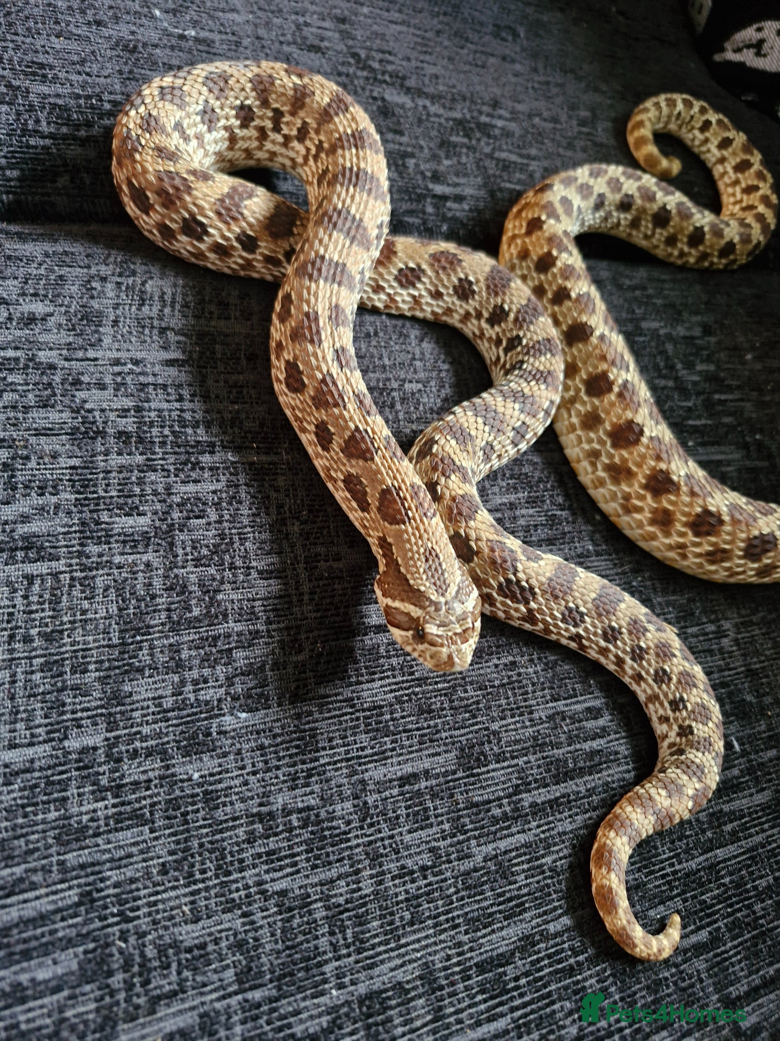 Snake reptiles Beautiful hognose snake - Advert 6