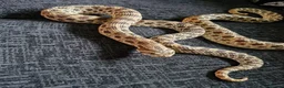 Snake reptiles for sale: Hognose snake in Gainsborough - Advert 3