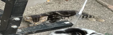 Domestic Shorthair 2