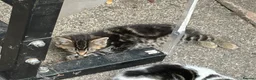Domestic Shorthair cats for sale: 4 kittens, 2 boys and 2 girls  - Advert 2