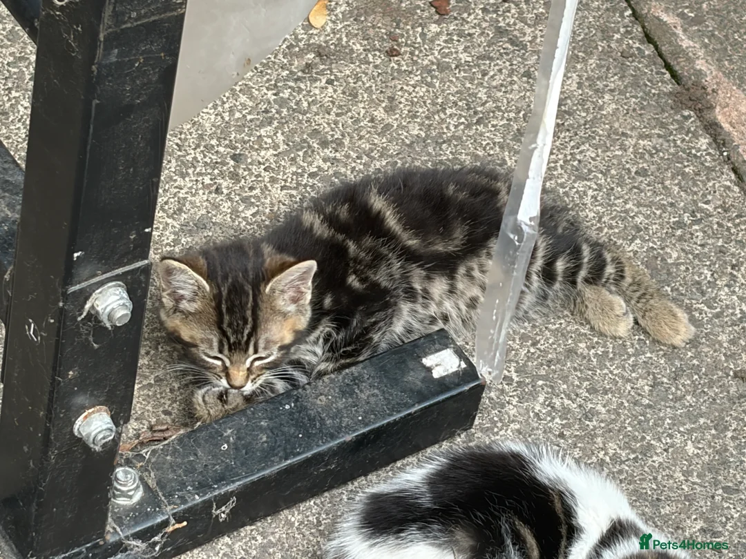 Domestic Shorthair cats for sale: 4 kittens, 2 boys and 2 girls  - Advert 2