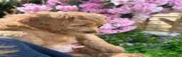 Mini Goldendoodle dogs for sale: F1 Mini Goldendoodle Puppies- ONE REMAINING   - Advert 3