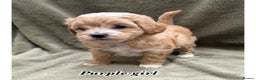 Maltipoo dogs for sale: Biscuit coloured maltipoo puppies - Advert 9