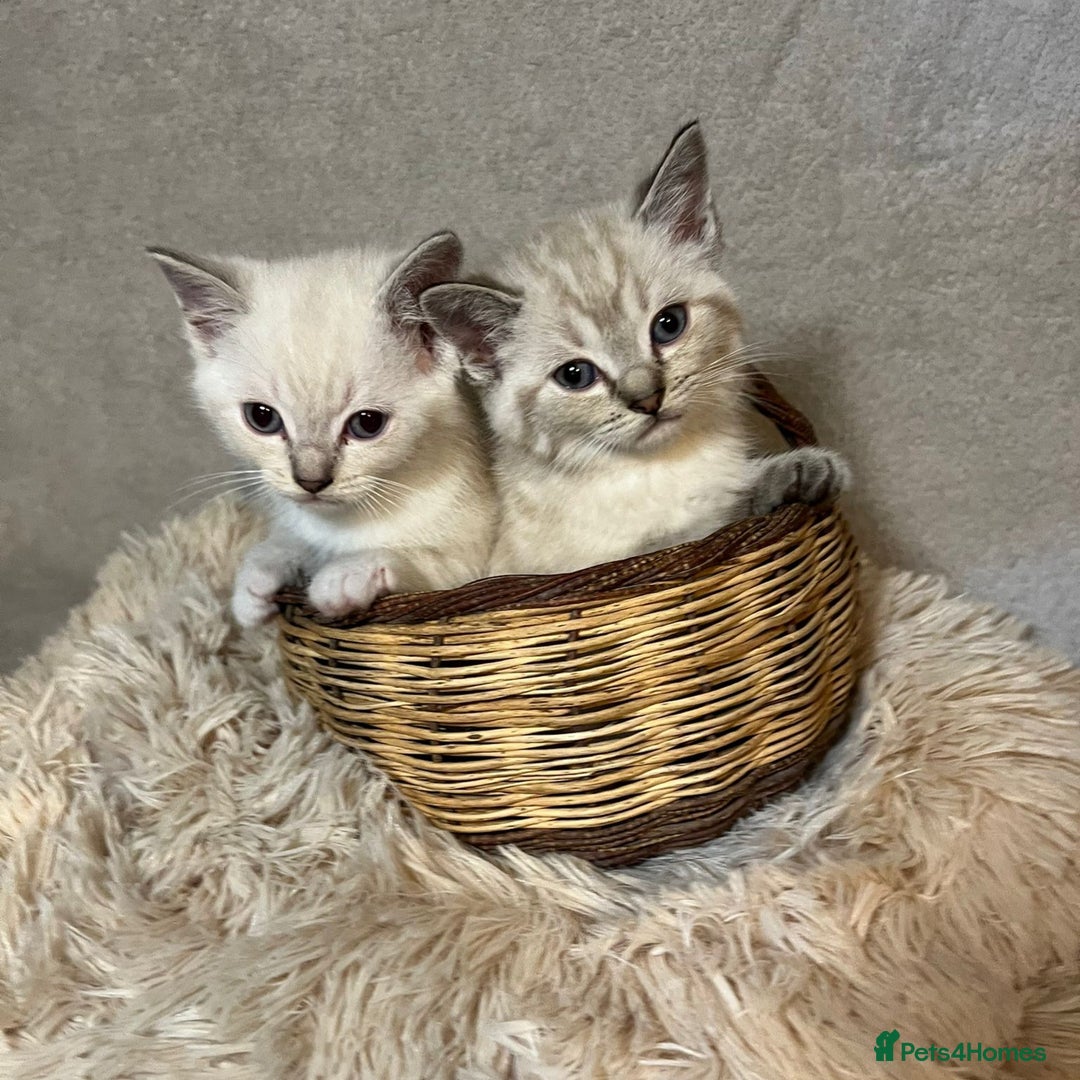 Mixed Breed cats for sale: 6 cute blue-eyed Ragdoll and BSH mix kittens  - Advert 21
