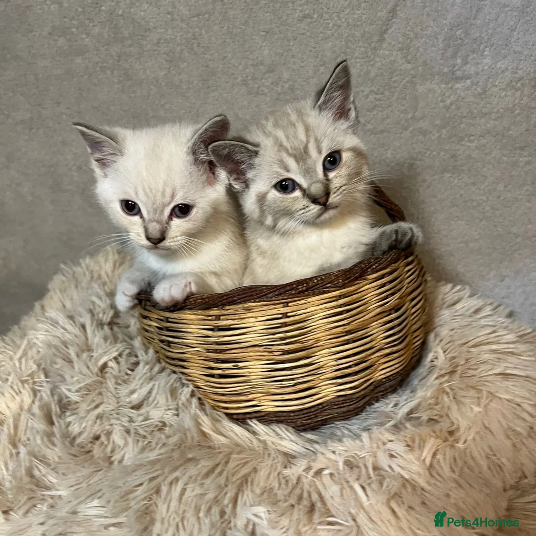 Mixed Breed cats for sale: 6 cute blue-eyed Ragdoll and BSH mix kittens  - Advert 21