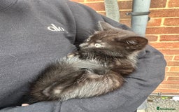 Domestic Shorthair cats for sale: Beautifull kittens  - Image 3