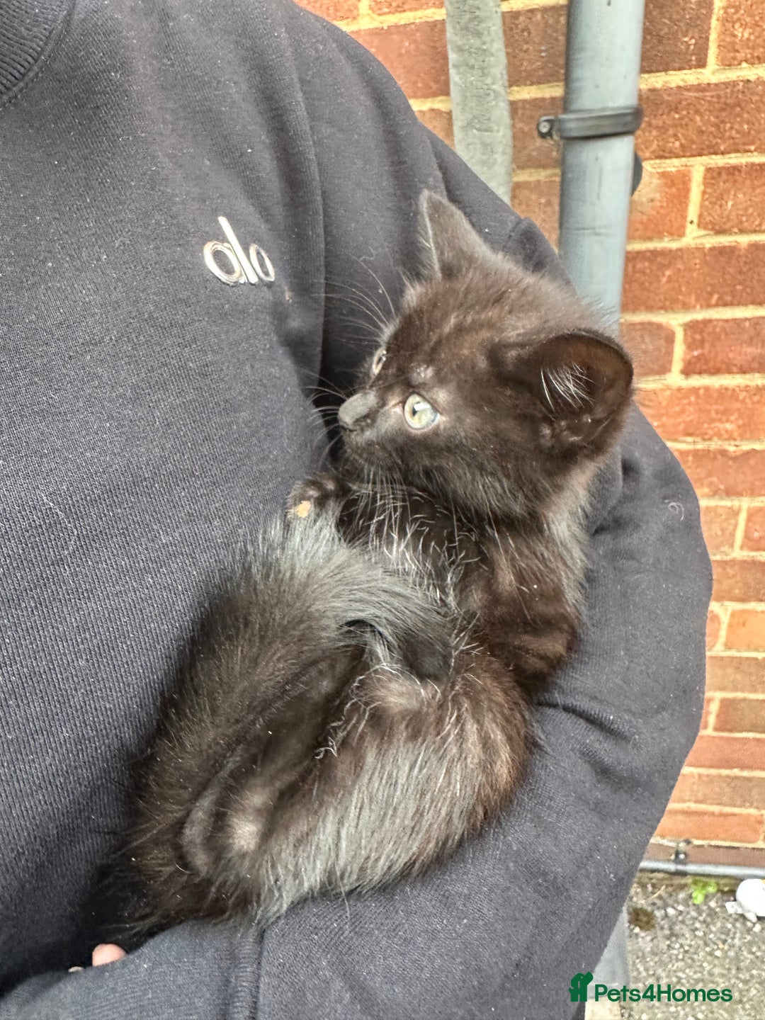 Domestic Shorthair cats for sale: Beautifull kittens  - Image 3