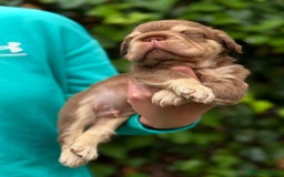French Bulldog dogs for sale: Visual Fluffy 🧶 New Shade Frenchies 💎  - Image 20