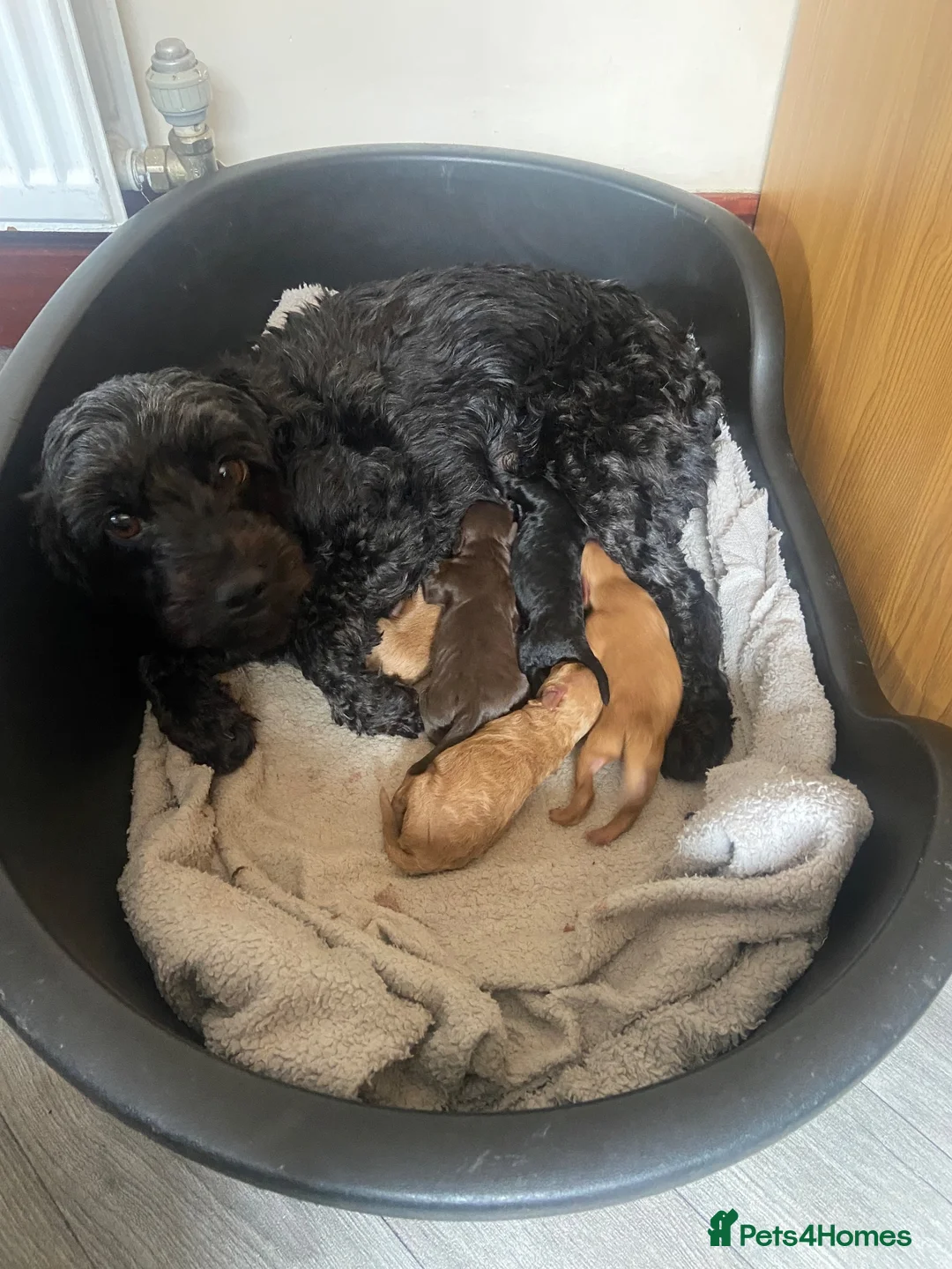 Yorkiepoo dogs for sale: F1BB toy yorkipoos  in Bishop Auckland - Advert 1